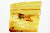 Fossil Winged Aphid (Hemiptera) In Baltic Amber #278710-1